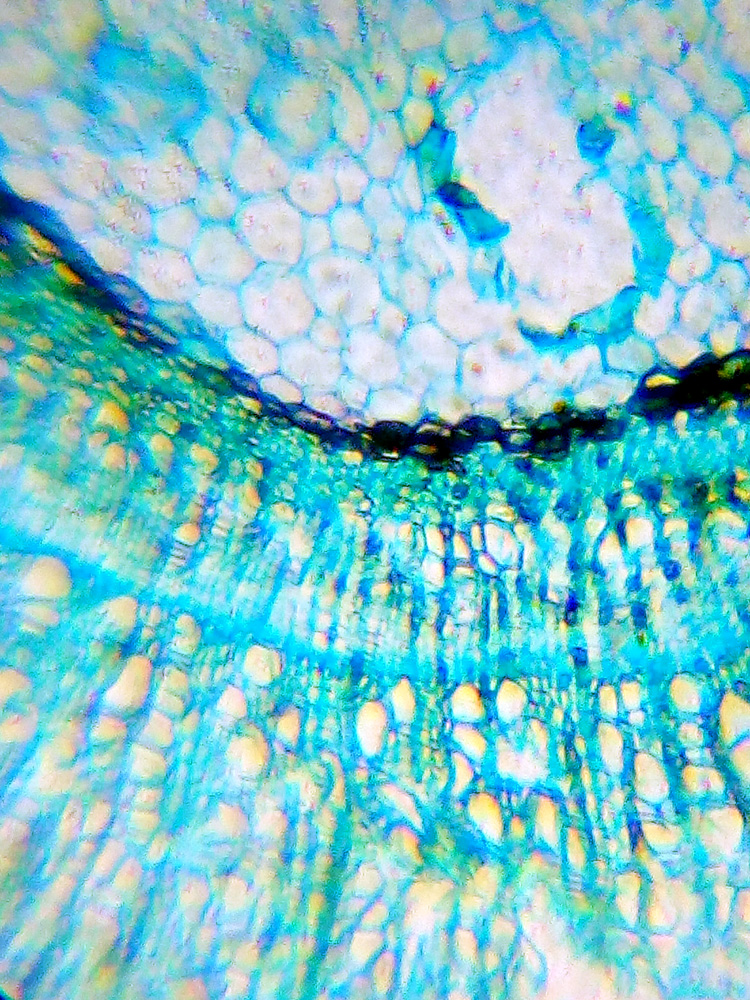 Слайд из набора для опытов K50 под микроскопом Levenhuk LabZZ M101