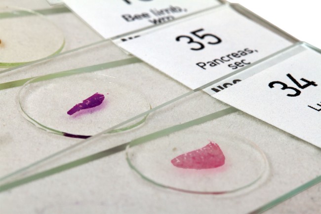 Набор микропрепаратов Levenhuk N80 NG «Увидеть все!» Набор микропрепаратов Levenhuk N80 NG «Увидеть все!»