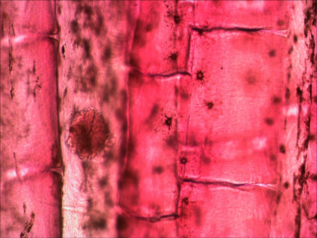 Набор микропрепаратов Levenhuk N80 NG «Увидеть все!» Набор микропрепаратов Levenhuk N80 NG «Увидеть все!»