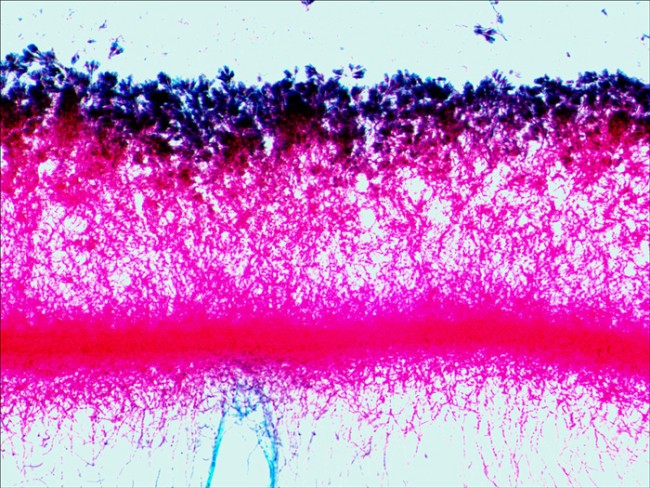 Набор микропрепаратов Levenhuk N80 NG «Увидеть все!» Набор микропрепаратов Levenhuk N80 NG «Увидеть все!»