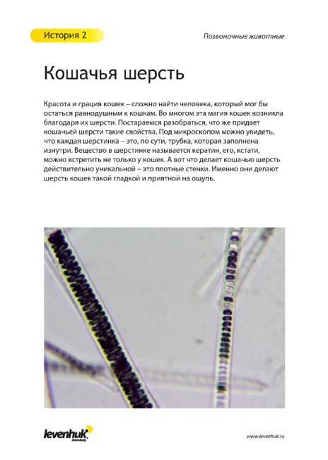 Набор микропрепаратов Levenhuk N80 NG «Увидеть все!» Набор микропрепаратов Levenhuk N80 NG «Увидеть все!»