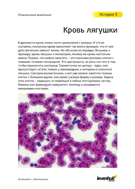Набор микропрепаратов Levenhuk N80 NG «Увидеть все!» Набор микропрепаратов Levenhuk N80 NG «Увидеть все!»