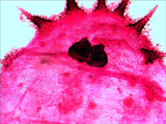 Набор микропрепаратов Levenhuk N20 NG Набор микропрепаратов Levenhuk N20 NG