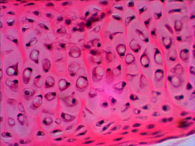 Набор микропрепаратов Levenhuk N20 NG Набор микропрепаратов Levenhuk N20 NG
