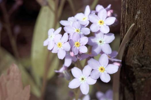 Фильтр Baader Planetarium UV для Венеры, 1,25" Фильтр Baader Planetarium UV для Венеры, 1,25"