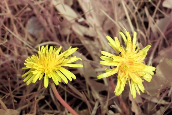 Фильтр Baader Planetarium UV для Венеры, 1,25" Фильтр Baader Planetarium UV для Венеры, 1,25"