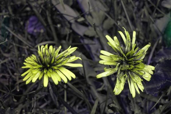 Фильтр Baader Planetarium UV для Венеры, 1,25" Фильтр Baader Planetarium UV для Венеры, 1,25"