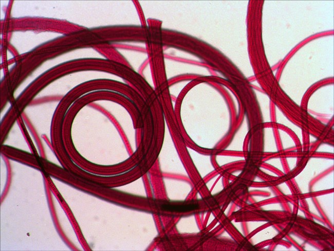 Набор микропрепаратов Levenhuk N10 NG Набор микропрепаратов Levenhuk N10 NG