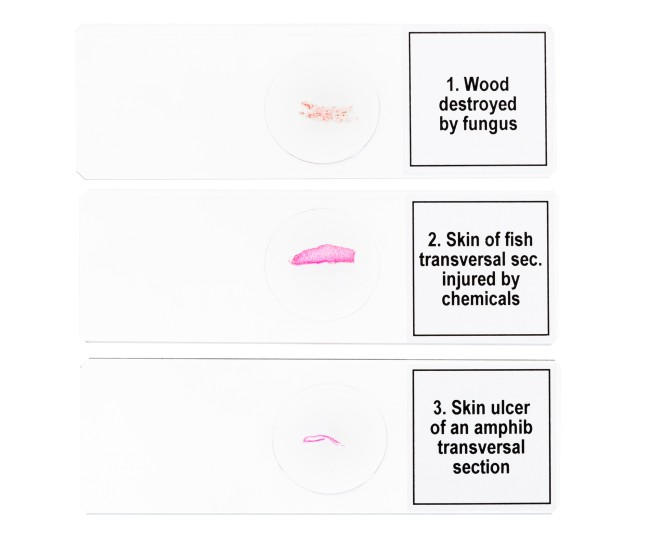 Набор микропрепаратов Discovery Prof DPS 5. «Мутации» Набор микропрепаратов Discovery Prof DPS 5. «Мутации»