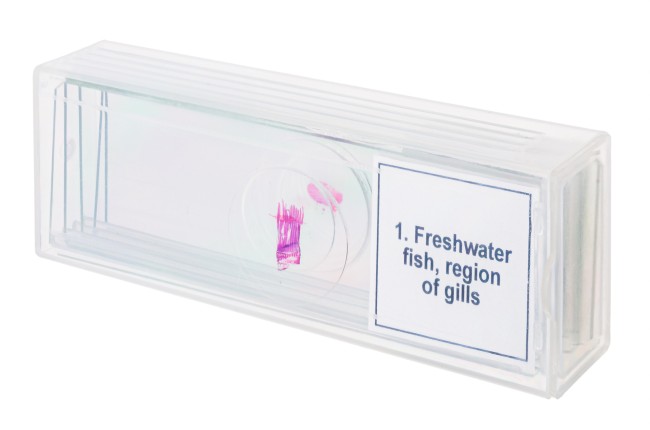 Набор микропрепаратов Discovery Prof DPS 5. «Амфибия» Набор микропрепаратов Discovery Prof DPS 5. «Амфибия»