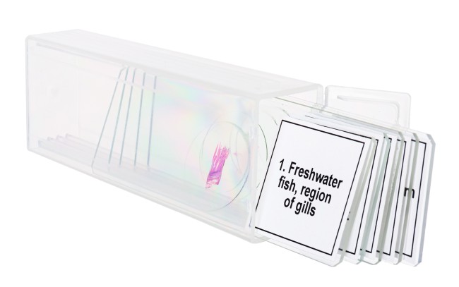 Набор микропрепаратов Discovery Prof DPS 5. «Амфибия» Набор микропрепаратов Discovery Prof DPS 5. «Амфибия»