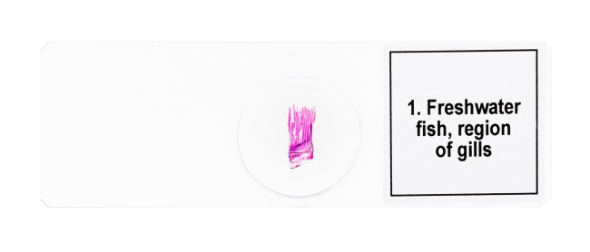 Набор микропрепаратов Discovery Prof DPS 5. «Амфибия» Набор микропрепаратов Discovery Prof DPS 5. «Амфибия»