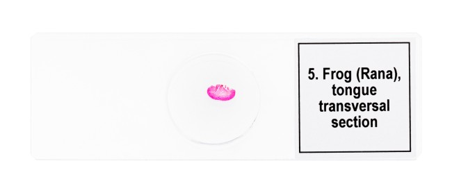 Набор микропрепаратов Discovery Prof DPS 5. «Амфибия» Набор микропрепаратов Discovery Prof DPS 5. «Амфибия»