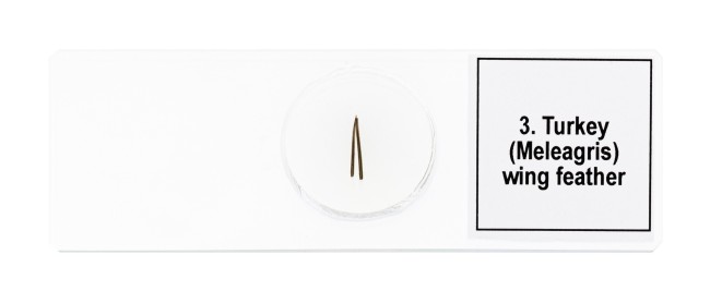 Набор микропрепаратов Discovery Prof DPS 5. «Птицы» Набор микропрепаратов Discovery Prof DPS 5. «Птицы»