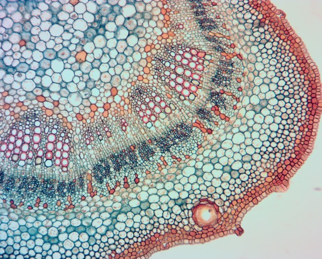 Видеоокуляр ToupCam 14.0 MP Видеоокуляр ToupCam 14.0 MP