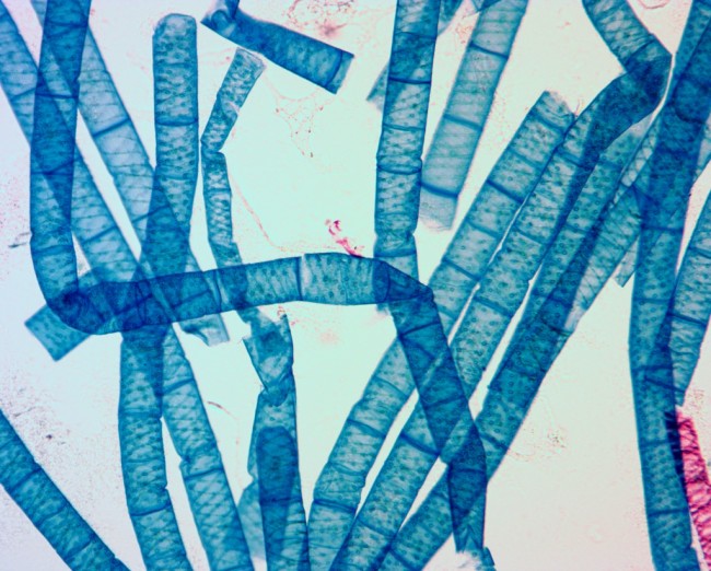 Видеоокуляр ToupCam 14.0 MP Видеоокуляр ToupCam 14.0 MP