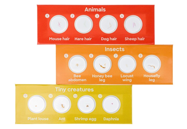 Набор микропрепаратов Discovery «Фауна», 12 шт. Набор микропрепаратов Discovery «Фауна», 12 шт.