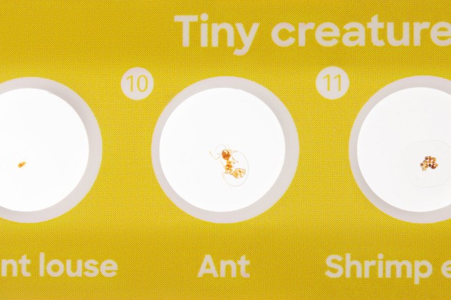 Набор микропрепаратов Discovery «Фауна», 12 шт. Набор микропрепаратов Discovery «Фауна», 12 шт.