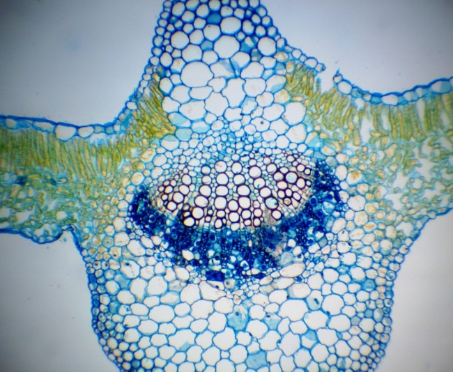 Видеоокуляр ToupCam 5.0 MP CCD