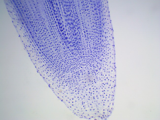 Видеоокуляр ToupCam 5.1 MP Видеоокуляр ToupCam 5.1 MP