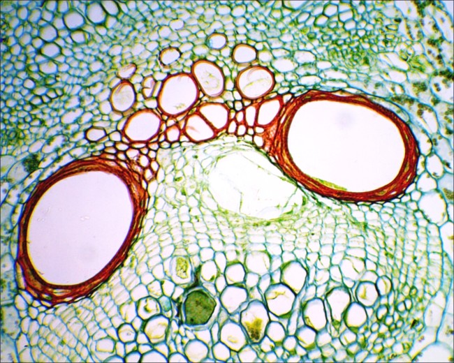 Видеоокуляр Микромед DCM-130E Видеоокуляр Микромед DCM-130E