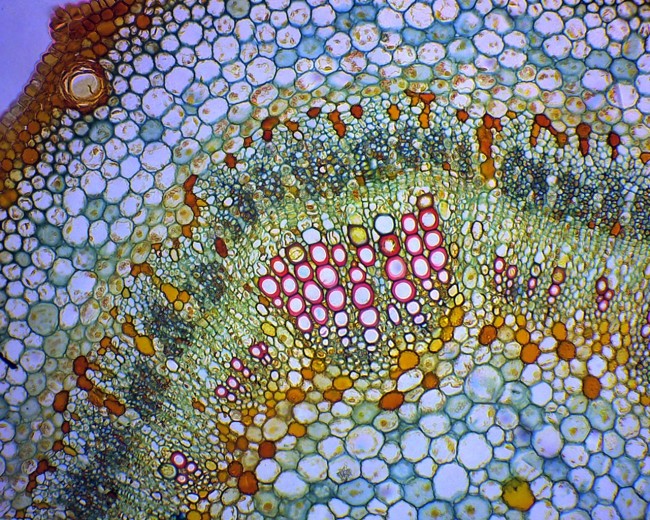 Видеоокуляр Микромед DCM-130E Видеоокуляр Микромед DCM-130E