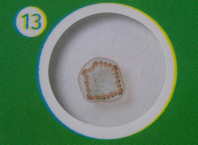 Набор микропрепаратов Levenhuk LabZZ P12: микропрепарат «стебель арахиса» Набор микропрепаратов Levenhuk LabZZ P12: микропрепарат «стебель арахиса»