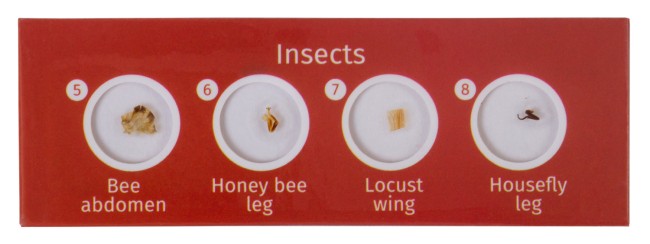 Набор микропрепаратов Levenhuk LabZZ CP24, существа и растения Набор микропрепаратов Levenhuk LabZZ CP24, существа и растения