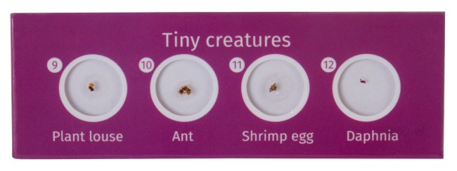 Набор микропрепаратов Levenhuk LabZZ CP24, существа и растения Набор микропрепаратов Levenhuk LabZZ CP24, существа и растения