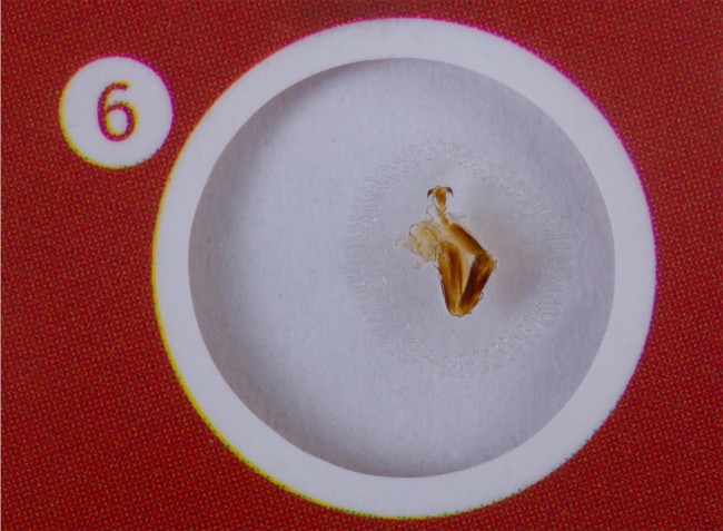 Набор микропрепаратов Levenhuk LabZZ CP24: микропрепарат «лапка пчелы» Набор микропрепаратов Levenhuk LabZZ CP24: микропрепарат «лапка пчелы»