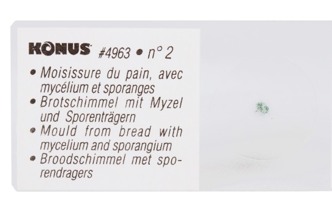 Набор микропрепаратов Konus 10: «Биология» (часть 1)