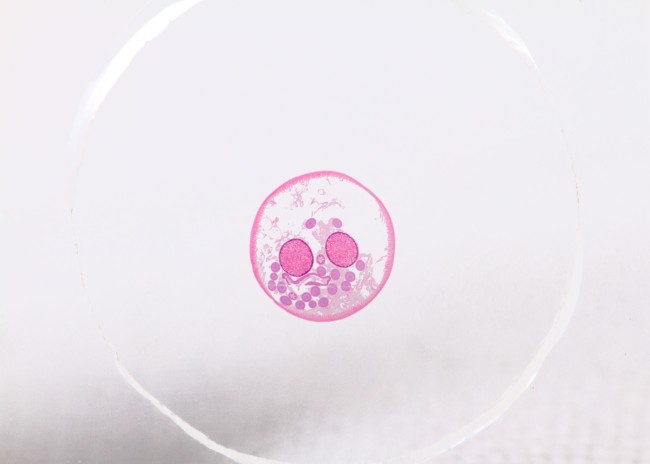 Набор микропрепаратов Konus 10: «Биология» (часть 2)