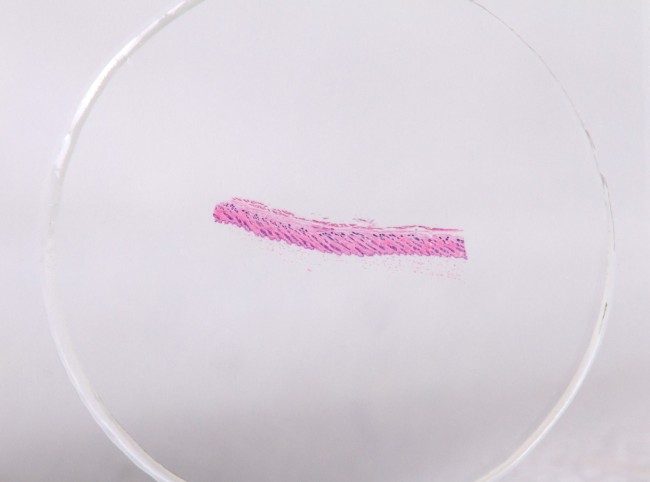 Набор микропрепаратов Konus 10: «Биология» (часть 2)