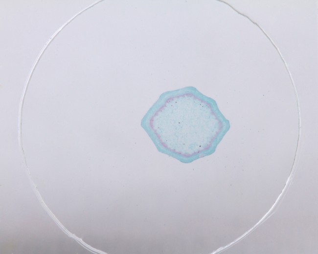 Набор микропрепаратов Konus 10: «Естественные науки» Набор микропрепаратов Konus 10: «Естественные науки»