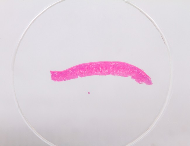 Набор микропрепаратов Konus 10: «Естественные науки» Набор микропрепаратов Konus 10: «Естественные науки»