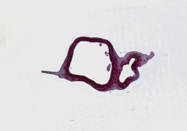 Набор микропрепаратов Konus 10: «Животные и растения. Мутации» Набор микропрепаратов Konus 10: «Животные и растения. Мутации»