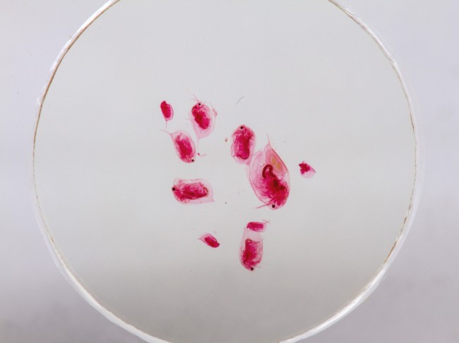 Набор микропрепаратов Konus 10: «Потрясающий мир в капле воды» Набор микропрепаратов Konus 10: «Потрясающий мир в капле воды»