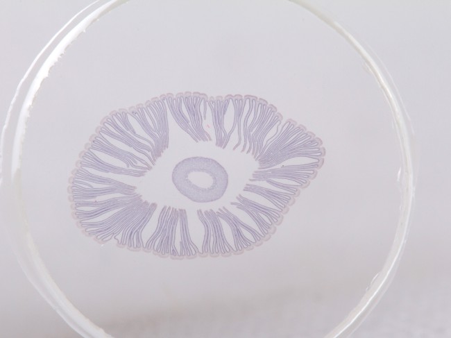 Набор микропрепаратов Konus 10: «Почва»