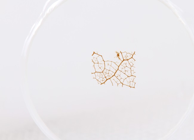 Набор микропрепаратов Konus 10: «Почва»