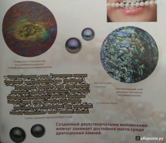 Занимательная энциклопедия "Удивительный Микроскоп"