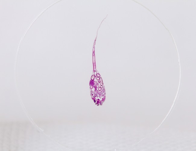 Набор микропрепаратов Konus 10: «Рыбы, лягушки и другие земноводные»