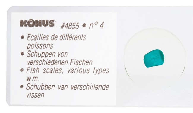 Набор микропрепаратов Konus 10: «Рыбы, лягушки и другие земноводные»