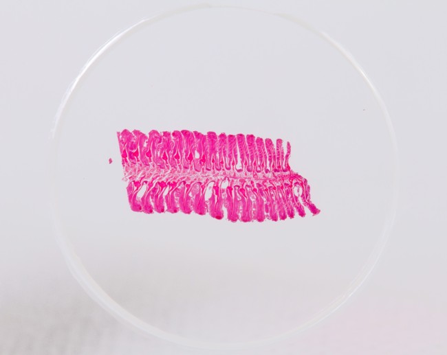 Набор микропрепаратов Konus 10: «Рыбы, лягушки и другие земноводные»