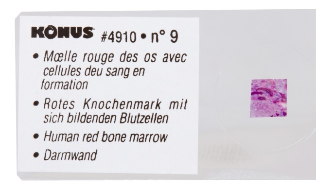 Набор микропрепаратов Konus 10: «Человеческое тело. Норма» Набор микропрепаратов Konus 10: «Человеческое тело. Норма»