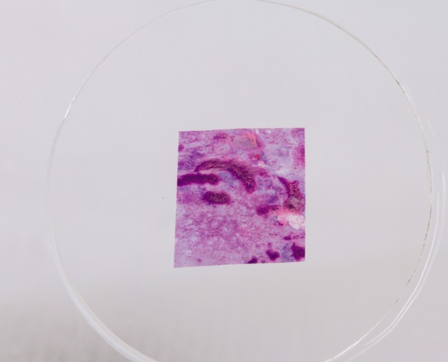 Набор микропрепаратов Konus 10: «Человеческое тело. Норма» Набор микропрепаратов Konus 10: «Человеческое тело. Норма»