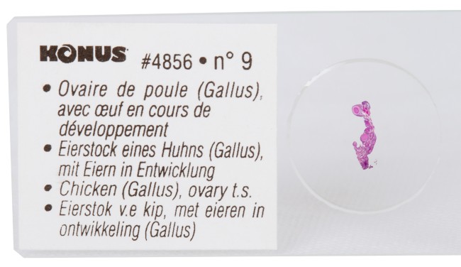 Набор микропрепаратов Konus 10: «Ящерицы, змеи и птицы» Набор микропрепаратов Konus 10: «Ящерицы, змеи и птицы»