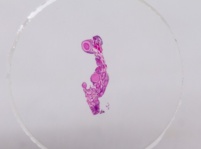 Набор микропрепаратов Konus 10: «Ящерицы, змеи и птицы» Набор микропрепаратов Konus 10: «Ящерицы, змеи и птицы»