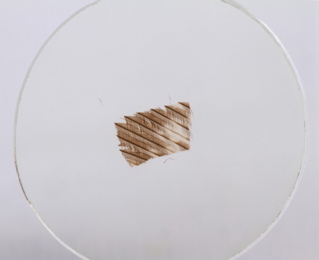 Набор микропрепаратов Konus 10: «Ящерицы, змеи и птицы» Набор микропрепаратов Konus 10: «Ящерицы, змеи и птицы»