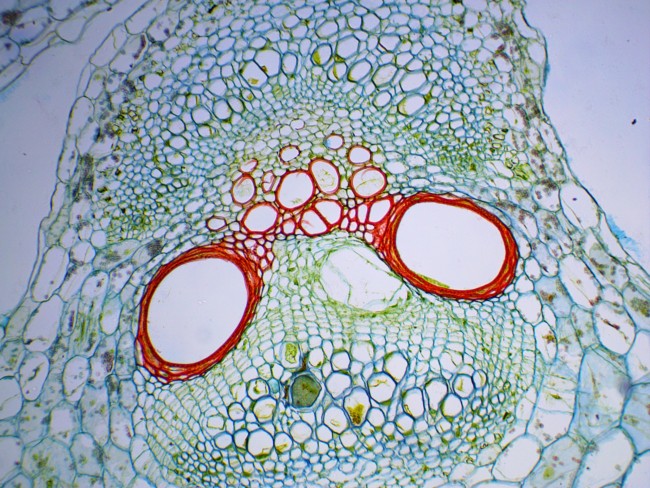 Видеоокуляр ToupCam UCMOS05100KPA