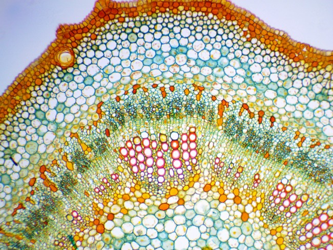 Видеоокуляр ToupCam UCMOS05100KPA